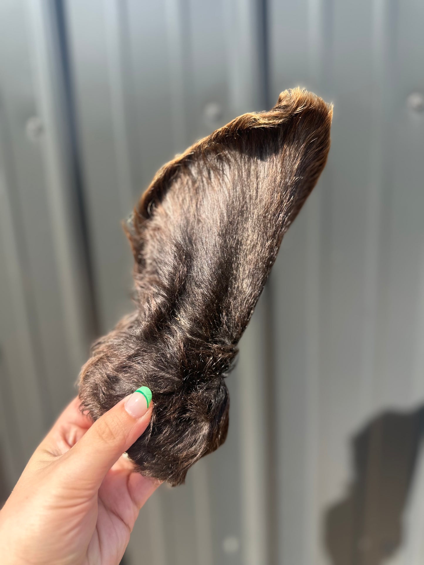 Hairy Cow Ear