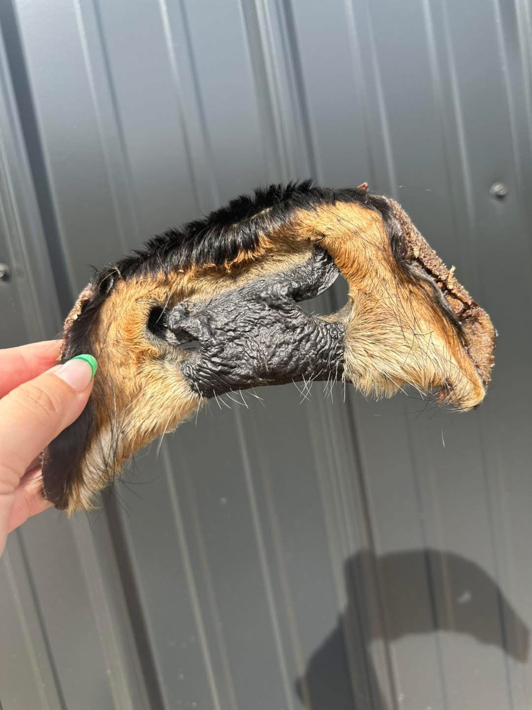 Hairy Cow Snout