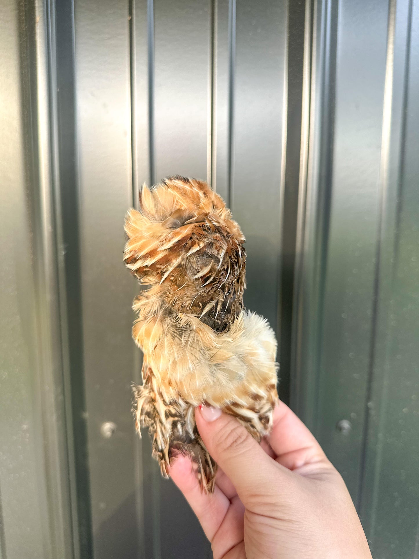 Quail Pelt