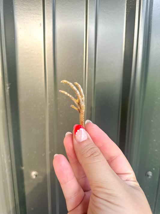 Quail Feet