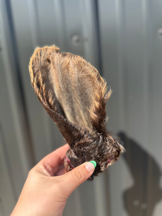 Hairy Cow Ear