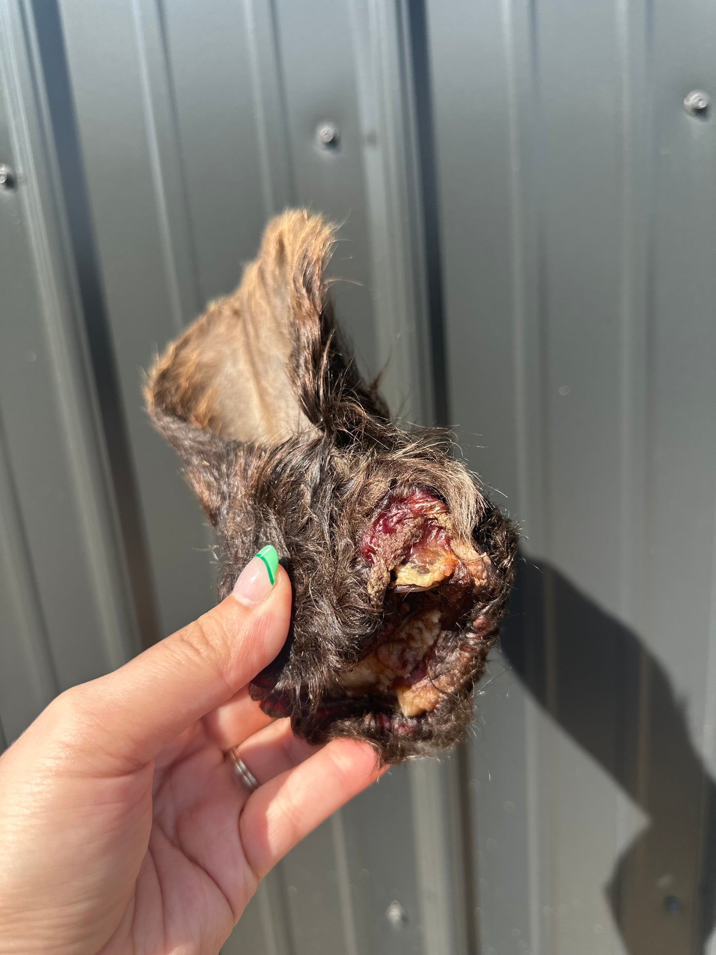 Hairy Cow Ear