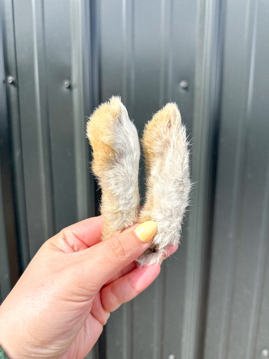 Rabbit Back Foot