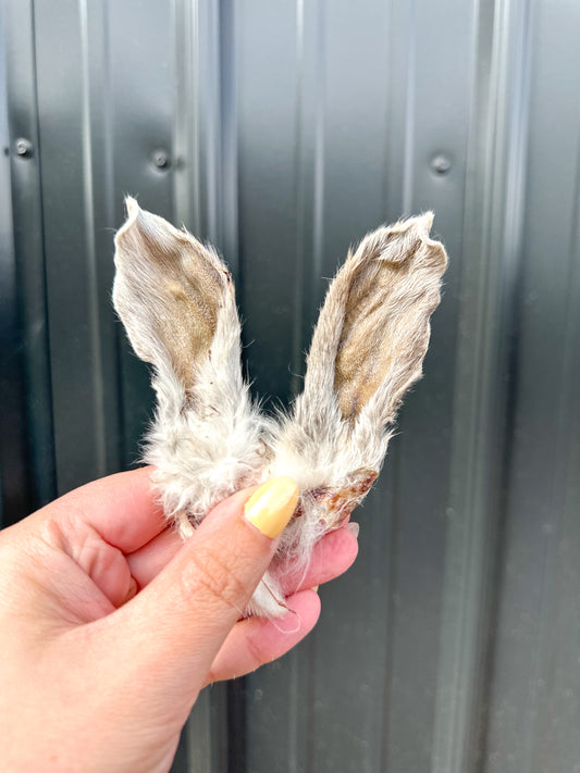 Rabbit Ear