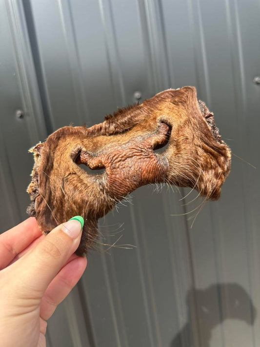 Hairy Cow Snout