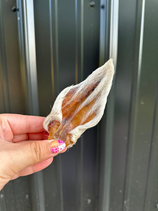 Hairy Lamb Ear