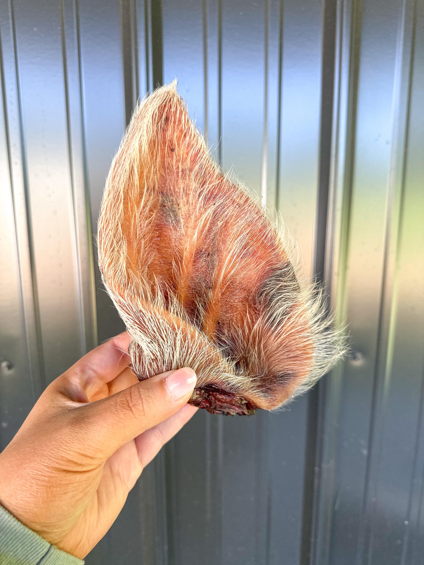 Hairy Pig Ear