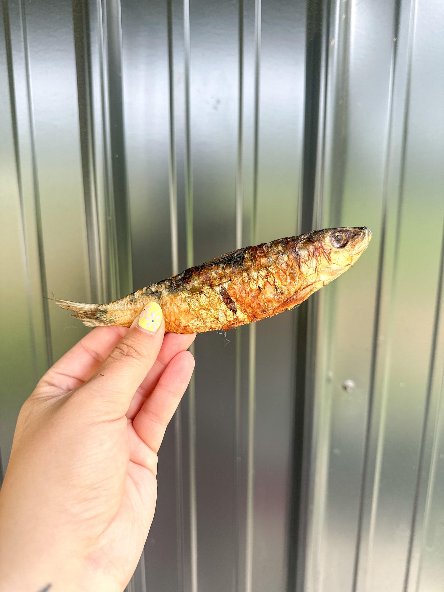 SARDINE