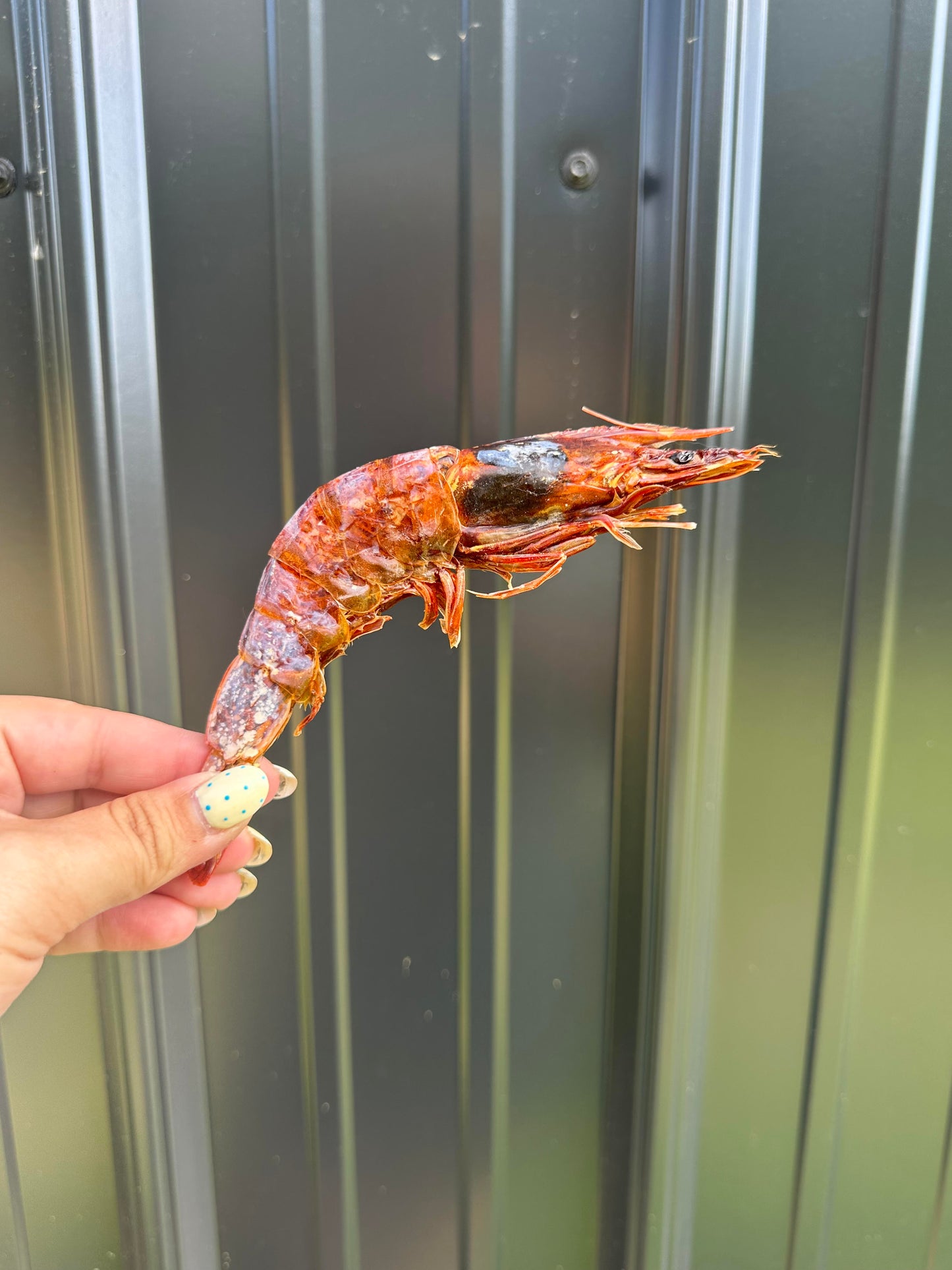 Shrimp
