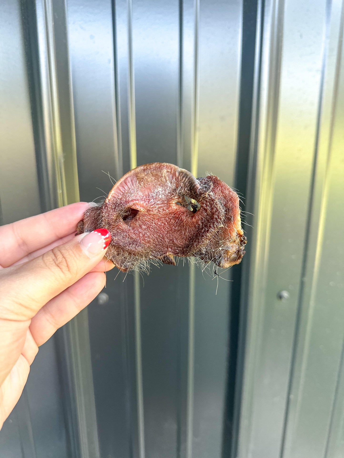 Pig Snout