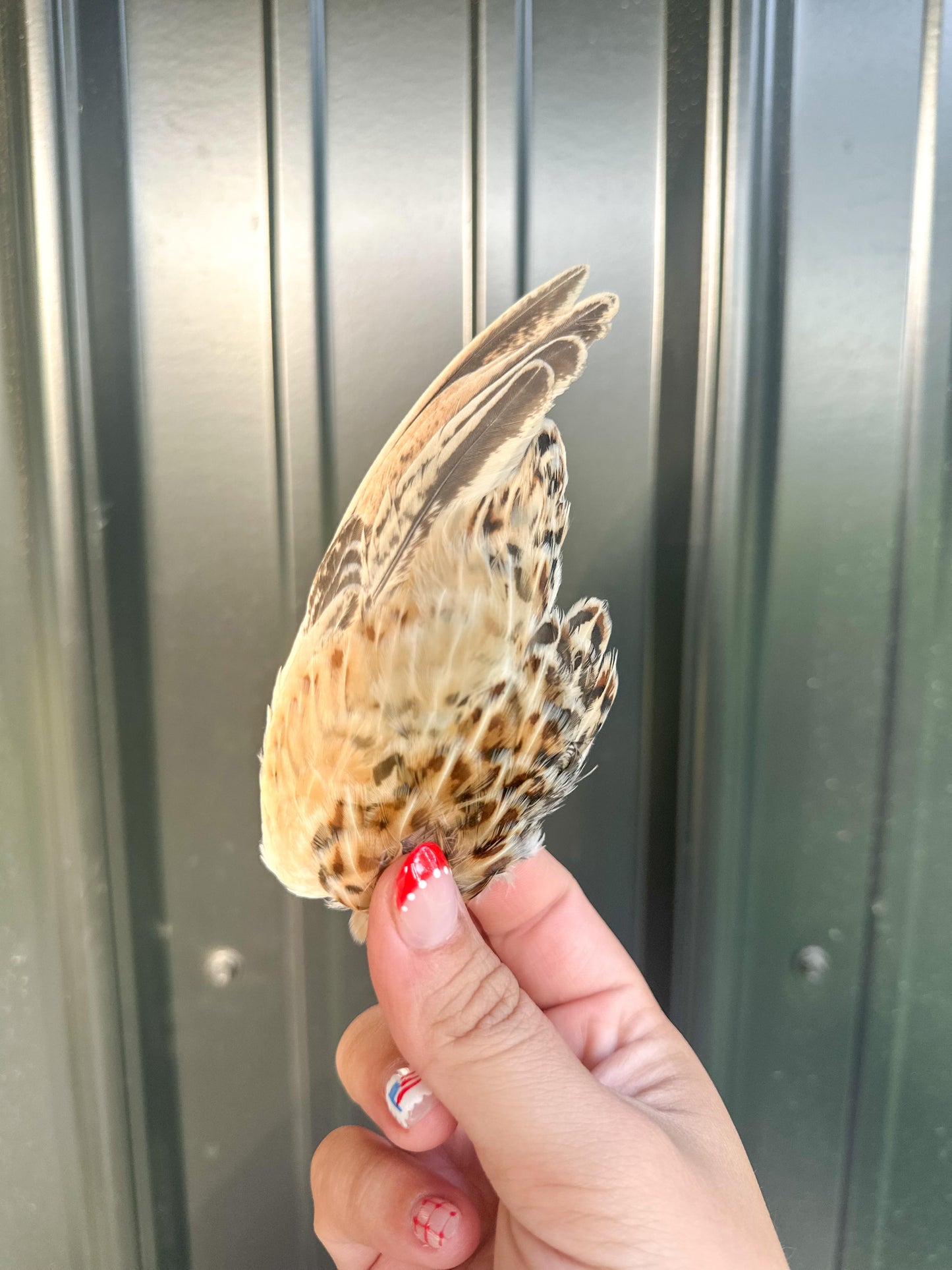 Quail Wing